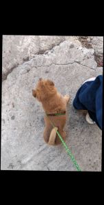 三月土狗猛长，换牙需引导，健康喂养很重要！（正常小土狗三个月图片）