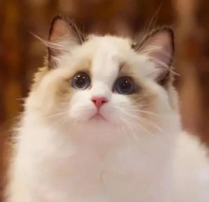 英国短毛猫沉稳，美国短毛猫活泼，异国短毛猫粘人，布偶猫温顺，波斯猫文静（哪种猫粘人，温顺，好养）