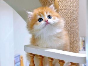 短毛猫性格温顺好亲近（短毛猫啥样是温顺的）