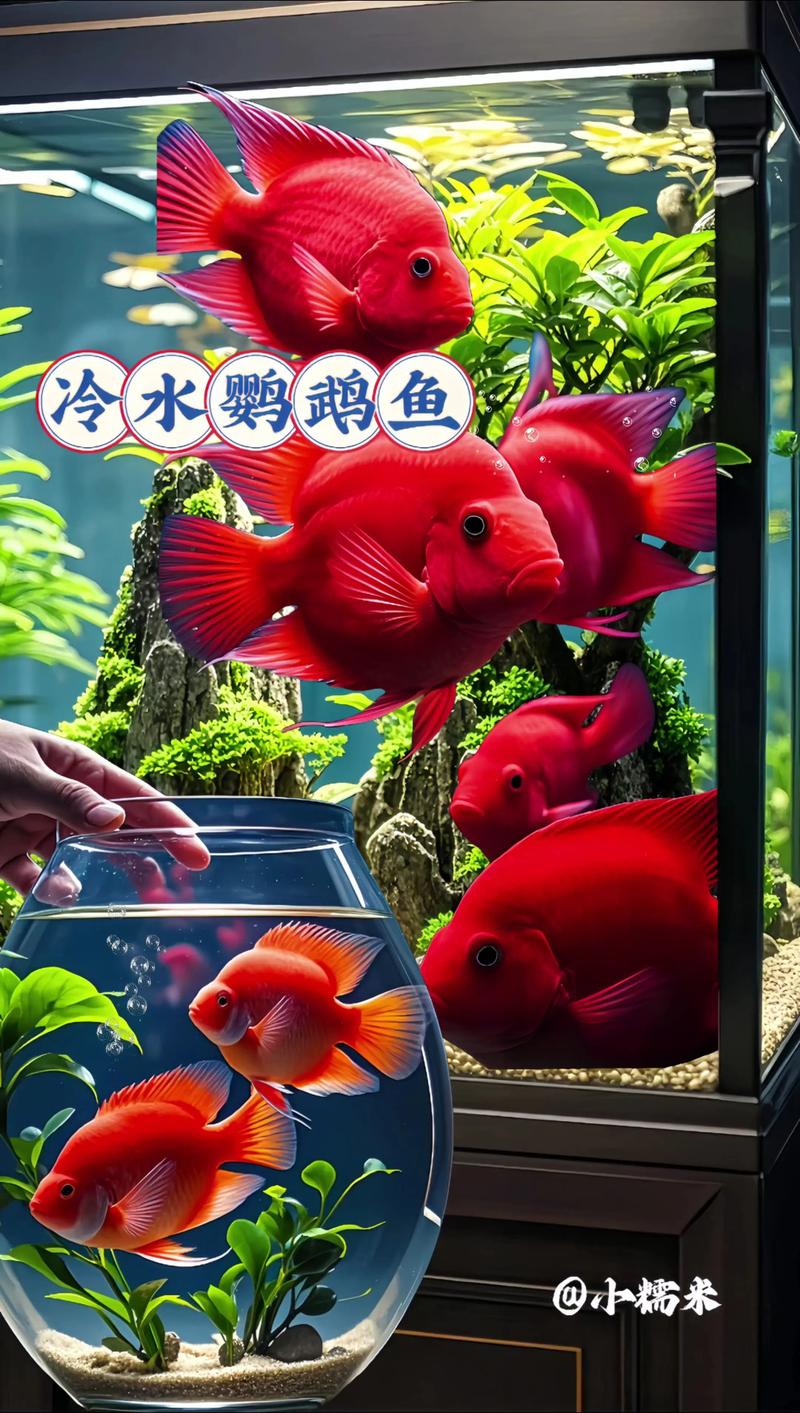 小丑鱼虾虎鱼软珊瑚好养，新手易上手！（哪种水族馆宠物好养）