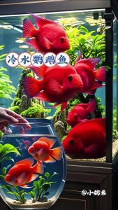 小丑鱼虾虎鱼软珊瑚好养，新手易上手！（哪种水族馆宠物好养）