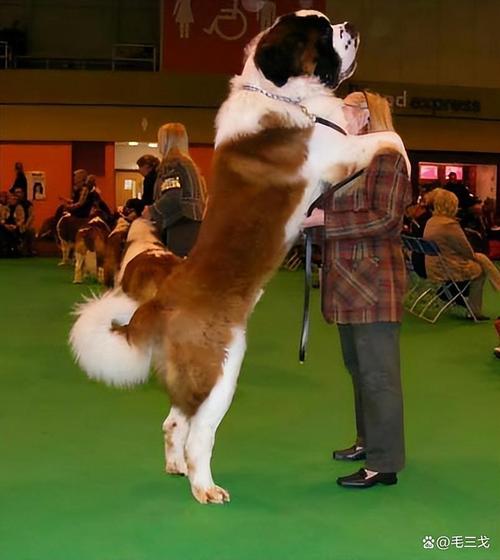 世界最巨犬，大丹犬的温柔与寿命（世界最大的狗 图片）