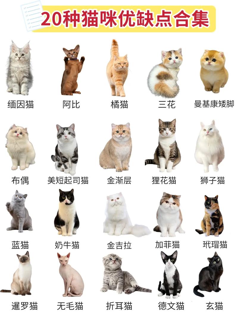 选温顺猫？布偶折耳缅因等好品种推荐（哪个品种的猫温顺）