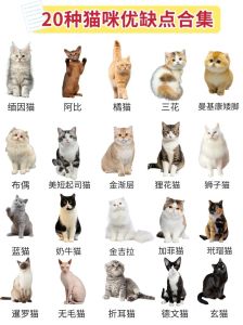 选温顺猫？布偶折耳缅因等好品种推荐（哪个品种的猫温顺）