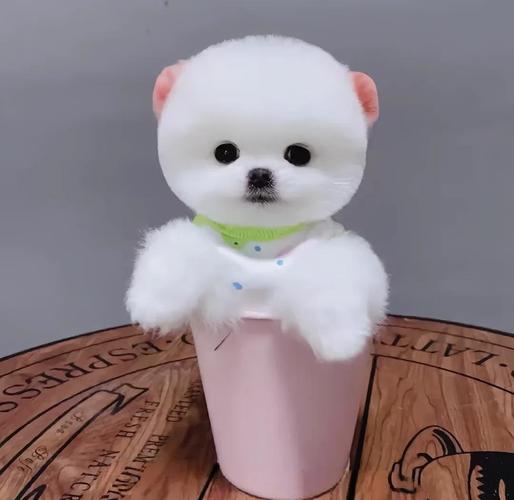 忠诚活泼家庭好伴侣（迷你小狗图片）
