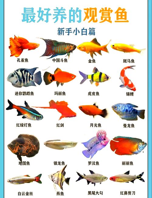 宝莲灯神仙鱼熊猫异型等（淡水观赏鱼颜值排名）