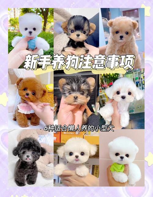 都市小宠优选，聪明低敏好打理！（体型较小又便宜的宠物狗）