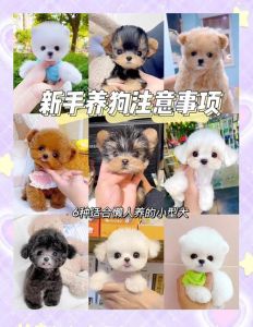 都市小宠优选，聪明低敏好打理！（体型较小又便宜的宠物狗）