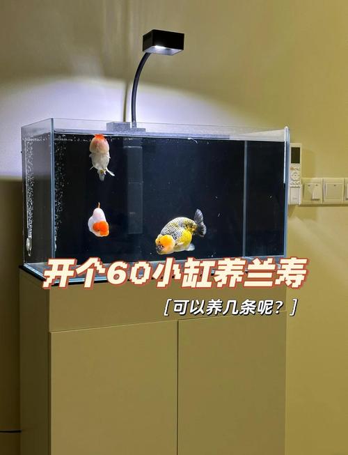 60cm鱼缸养鱼及造景维护小贴士（60缸养什么鱼上档次）