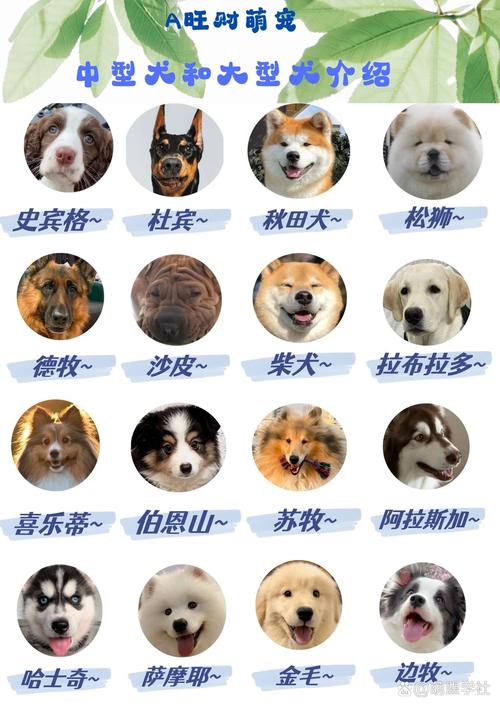 选大型犬？空间时间经济全考虑（最适合家养的大型狗狗排名）