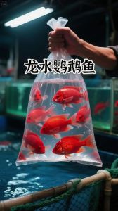 10种易养鱼推荐（十大最适合新手养的冷水观赏鱼）