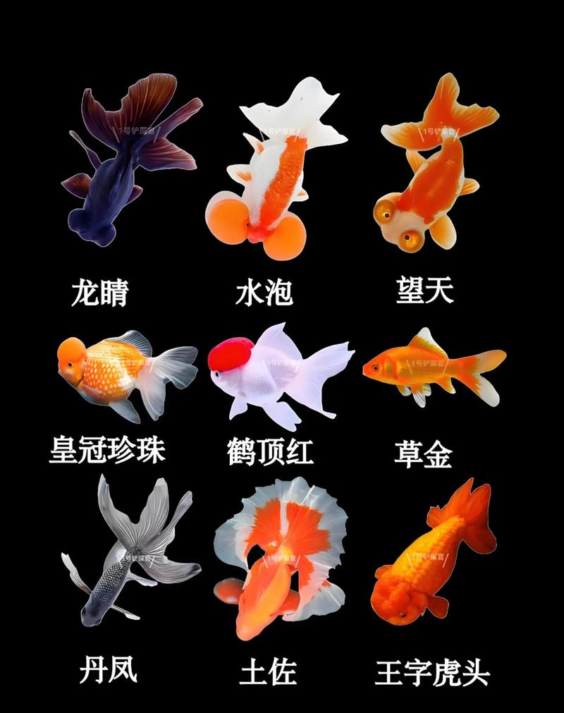 龙睛高头珍珠，怎么选？