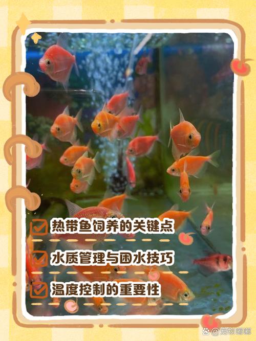 养鱼喂食看情况，幼鱼勤喂成鱼少，观察鱼状态定食量（小观赏鱼多久喂一次）