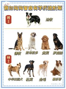 边境牧羊犬最高，选狗不只看智商（中国宠物狗智商排行榜）