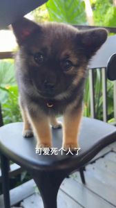 长不大的狗狗养护小贴士（长不大的狗图片）