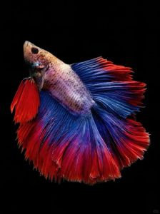 缤纷水族世界（500种最漂亮观赏鱼）