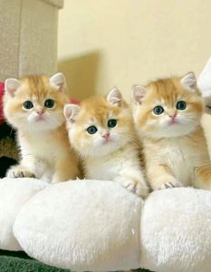 温和可爱猫咪品种推荐（温顺宠物猫排名）
