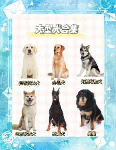 选大型犬需了解性格需求（大型宠物狗排行榜）