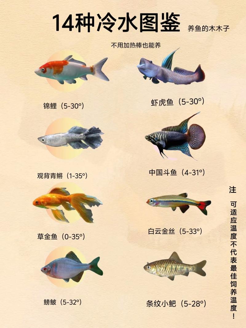 10种好养活的小型冷水鱼推荐（十大适合新手养的小型冷水鱼）