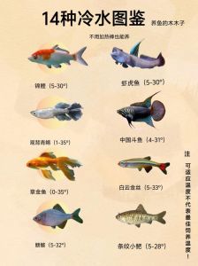 10种好养活的小型冷水鱼推荐（十大适合新手养的小型冷水鱼）