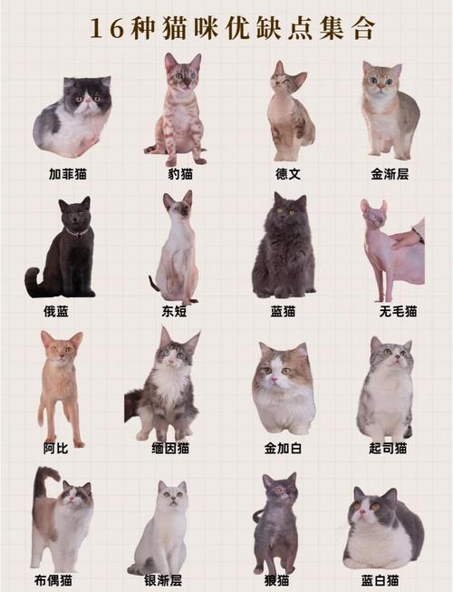 选对猫咪，养出幸福家！（纯种猫图鉴170余种）