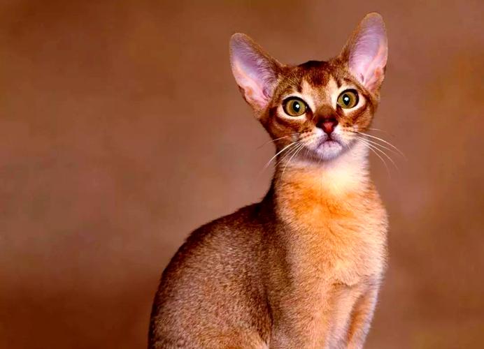 新手养猫选哪种？温和又好养，陪伴治愈生活！（那种宠物猫温顺好养）