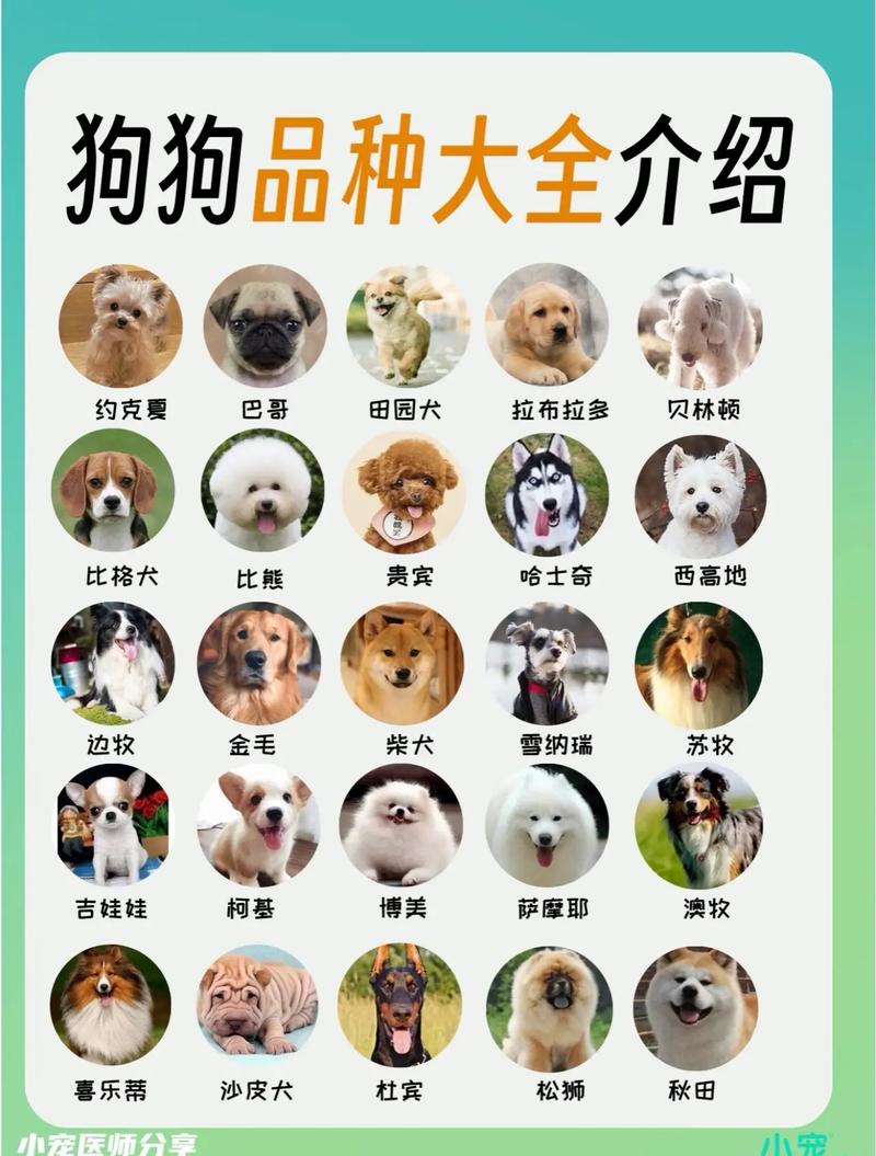 狗狗种类多又萌，聪明友善人好伴（世界狗狗一览图）