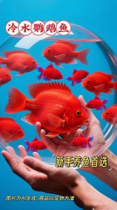 色彩丰富好养活！（好养又好看的观赏鱼）