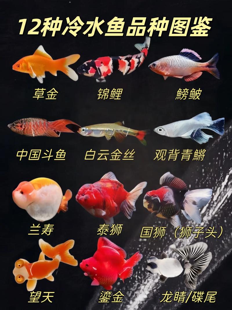 水族馆常见动物种类及养护要点（四种水族类动物）