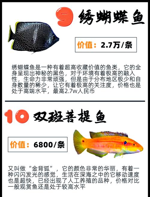 十大最美观赏鱼，水中艺术瑰宝！（十大最美观赏鱼排名）