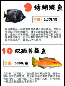 十大最美观赏鱼，水中艺术瑰宝！（十大最美观赏鱼排名）