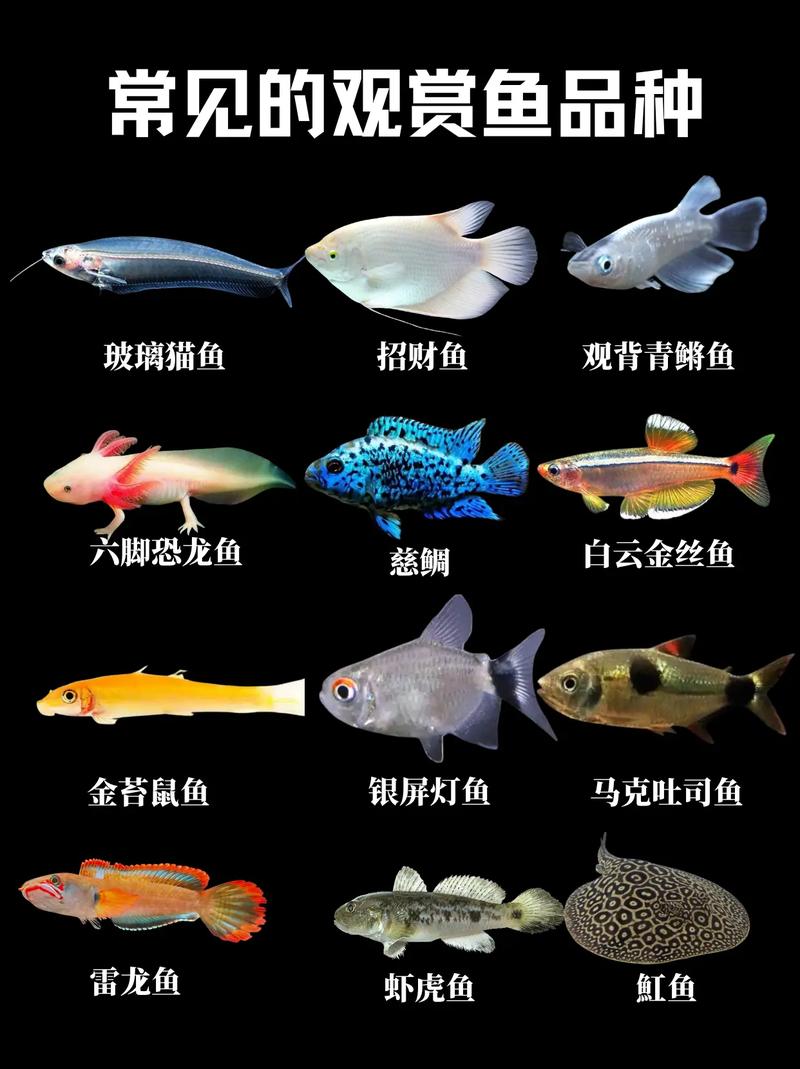 孔雀吻鲈斗鱼虎皮月光（新手可养的小型观赏鱼）