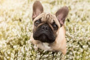 小型犬天生小，养好要用心！（有哪种狗狗长不大的）