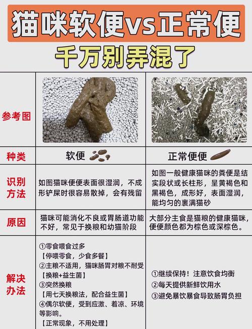 小猫排便规律及异常处理（新生小猫几天大便一次）