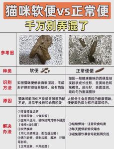 小猫排便规律及异常处理（新生小猫几天大便一次）