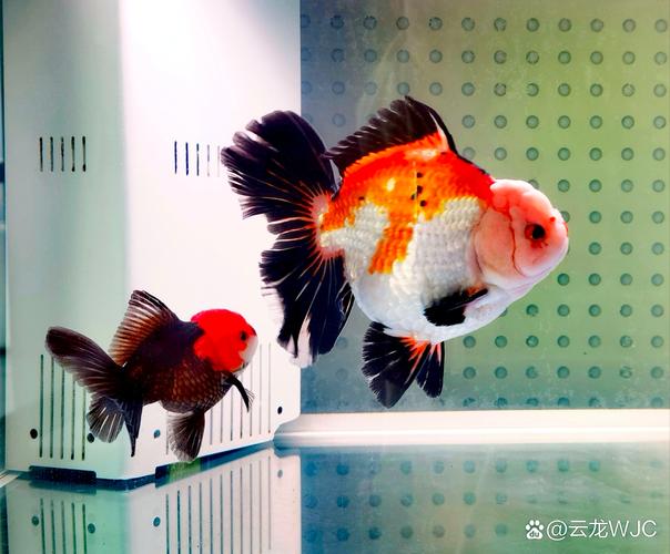 银金球三色，新手优选，养好看水质空间（玛丽金鱼是什么品种）