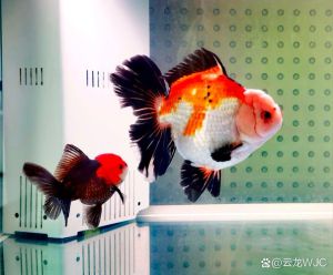 银金球三色，新手优选，养好看水质空间（玛丽金鱼是什么品种）