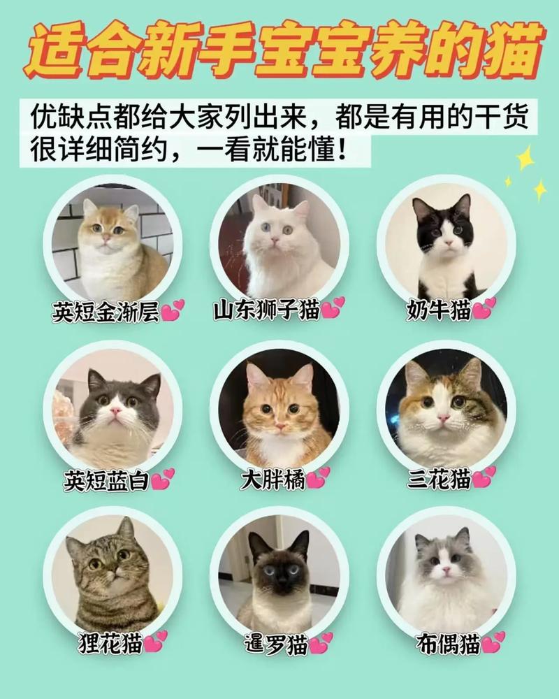 选猫看性格和打理！中华田园猫英短美短布偶猫哪个适合你？（哪种猫咪最温顺好养）