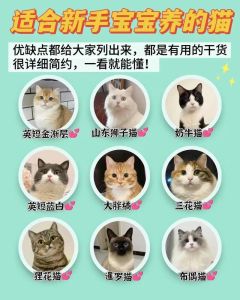 选猫看性格和打理！中华田园猫英短美短布偶猫哪个适合你？（哪种猫咪最温顺好养）