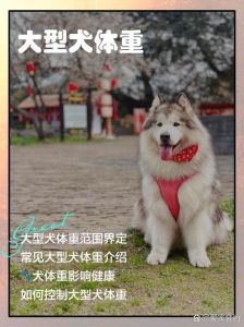 狗狗体型影响健康寿命，合理管理体重很重要（宠物狗的理论极限体型有多大）