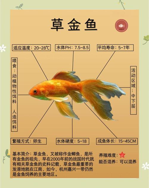 除藻恒温喂食水质，科学养鱼！（小金鱼怎么养）