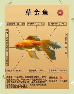 除藻恒温喂食水质，科学养鱼！（小金鱼怎么养）