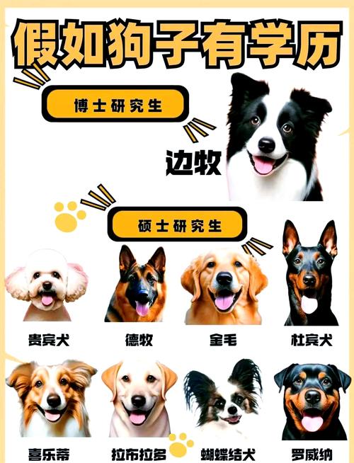 边境牧羊犬最聪明，贵宾犬也很聪明，这些犬种聪明易训忠诚！（狗狗智商排名1-100）