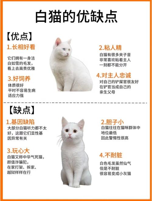 英短美短异国布偶，适合家庭养！（什么样的猫咪性格温顺）