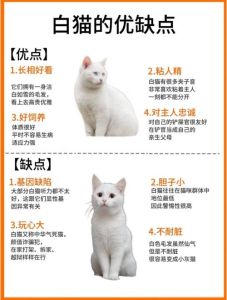 英短美短异国布偶，适合家庭养！（什么样的猫咪性格温顺）