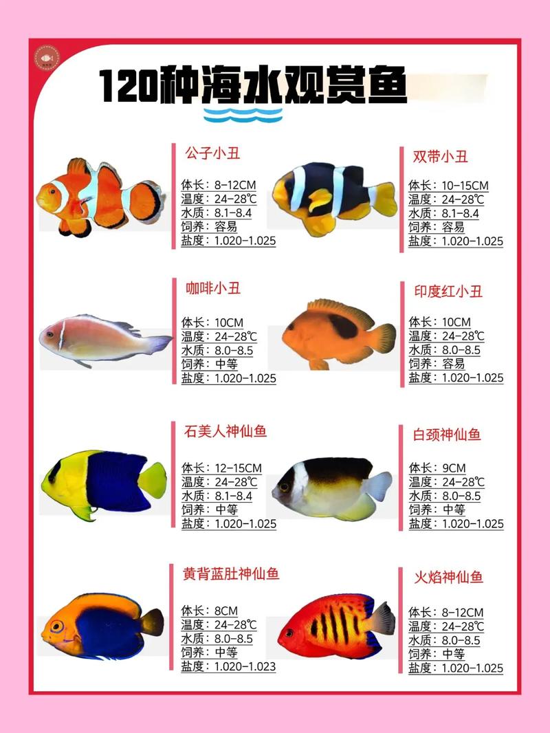 养鱼乐趣多，高颜值观赏鱼推荐！（观赏鱼颜值排行）