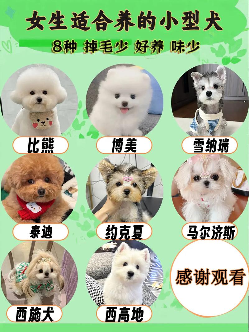 小型犬选泰迪博美贵宾，聪明好养，适合上班族！（哪一种体型小的宠物狗好养）