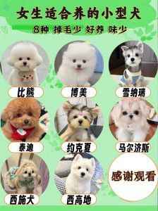 小型犬选泰迪博美贵宾，聪明好养，适合上班族！（哪一种体型小的宠物狗好养）