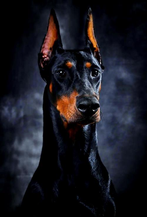 全球犬种超500种，认证差异大，贵宾金毛受欢迎（各种狗图片大全大图）