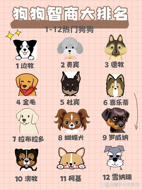 边境牧羊犬最聪明！（狗的聪明排名1到100）
